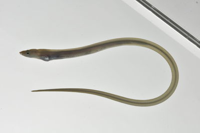 Myrophis microchir
- Field ID: MARQ-322
- Collection date: 2011-11-4
- GPS: -9,386 / -140,119
- Depth: -25m
- Standard length: 202mm
- COI DNA seq.: 
CCTATATTTAGTATTTGGTGCTTGGGCCGGCATGGTAGGTACAGCCCTAAGCCTCTTAATTCGAGCAGAGTTGAGCCAGCCCGGAGCCCTCCTCGGGGACGACCAAATTTATAATGTAATTGTGACGGCGCATGCCTTCGTAATAATCTTCTTTATAGTAATGCCAGTGATGATCGGAGGCTTCGGCAACTGACTAGTCCCACTAATGATCGGAGCGCCTGATATGGCCTTCCCACGAATAAATAATATGAGCTTCTGACTACTACCCCCATCATTCCTACTCCTTCTTGCCTCTTCAGGAGTTGAAGCTGGGGCAGGGACAGGATGAACAGTATATCCCCCACTGGCCGGGAACCTGGCGCACGCCGGCGCCTCAGTTGACTTAACTATTTTTTCCCTGCATTTAGCCGGAGTATCATCAATTCTCGGTGCTATTAATTTTATTACCACAATCATCAATATAAAACCCCCCGCGATTACTCAATATCAAACCCCCCTATTCGTGTGATCCGTACTAGTAACGGCAGTCCTCTTGCTATTGTCTTTACCTGTTCTTGCTGCAGGAATTACTATACTACTCACAGACCGAAACCTAAATACAACCTTCTTTGACCCAGCCGGGGGAGGGGACCCTATTTTATACCAACACCTGTTC

