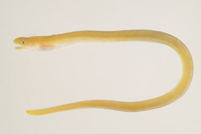 Muraenichthys sp
- Field ID: mbio242
- Collection date: -
- GPS: - / -
- Depth: -
- Standard length: 175mm
- COI DNA seq.: 
ACCCTTTATTTAGTATTTGGTGCCTGAGCCGGTATAGTAGGCACTGCCCTGAGCCTATTAATTCGAGCGGAACTAAGCCAGCCCGGGGCCCTGCTTGGCGACGACCAAATTTATAATGTAATTGTAACGGCGCATGCCTTTGTAATAATTTTCTTTATAGTAATGCCGGTAATAATTGGAGGCTTCGGTAATTGACTAGTACCCCTAATGATTGGGGCCCCCGATATAGCATTCCCACGAATGAATAACATAAGTTTCTGACTTCTACCCCCCTCATTTCTACTTCTTCTAGCCTCCTCAGGGGTTGAAGCCGGGGCAGGCACAGGATGAACTGTTTATCCTCCCTTGGCCGGAAACCTAGCCCACGCTGGAGCATCTGTTGACCTAACAATCTTCTCACTTCATCTCGCCGGGGTCTCTTCAATTCTTGGTGCTATTAATTTTATTACTACAATTATTAACATGAAACCGCCAGCCATCACACAATATCAGACCCCCTTATTCGTGTGATCCGTCCTAGTAACAGCAGTACTCTTACTCCTTTCATTACCCGTCCTTGCTGCAGGAATTACAATGTTACTTACAGATCGAAACCTAAACACAACTTTCTTTGACCCGGCAGGCGGGGGTGACCCAATTCTATATCAACACTTG

