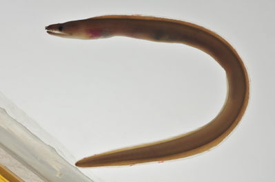 Enchelycore schismatorhynchus
- Field ID: AUST-099
- Collection date: 2013-4-12
- GPS: -23,85 / -147,67
- Depth: -13m
- Standard length: 182mm
- COI DNA seq.: 
ACCGCATTGAGCCTCCTAATCCGGGCCGAACTTAGCCAACCCGGAGCTCTTTTAGGCGATGACCAAATTTATAATGTAATCGTAACAGCCCATGCCTTTGTAATAATTTTCTTTATAGTAATACCTATTATGATTGGAGGATTTGGGAACTGACTCATTCCCCTAATAATTGGAGCCCCCGATATAGCATTTCCACGAATAAATAATATAAGCTTCTGATTGCTTCCTCCATCCTTTCTCCTTCTACTAGCCTCCTCTGGAGTTGAAGCAGGGGCAGGGACTGGTTGAACAGTTTACCCTCCTTTAGCAGGAAACCTAGCTCATGCTGGGGCATCTGTTGACCTAACTATCTTCTCTCTCCACCTGGCAGGTGTATCCTCAATTTTAGGGGCAATTAATTTTATTACAACTATTATTAACATAAAACCTCCAGCCATTACACAATACCAAACACCTCTATTTGTCTGAGCAGTCTTAGTTACAGCCGTACTATTGTTACTCTCTCTCCCTGTGTTAGCAGCCGGGATTACCATGCTCTTAACTGACCGGAACCTAAATACAACTTTCTTTGATCCTGCTGGAGGGGGTGACCCAATTCTTTACCAACACCTTTTC
