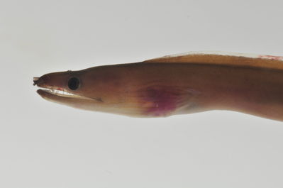 Enchelycore schismatorhynchus
- Field ID: AUST-099
- Collection date: 2013-4-12
- GPS: -23,85 / -147,67
- Depth: -13m
- Standard length: 182mm
- COI DNA seq.: 
ACCGCATTGAGCCTCCTAATCCGGGCCGAACTTAGCCAACCCGGAGCTCTTTTAGGCGATGACCAAATTTATAATGTAATCGTAACAGCCCATGCCTTTGTAATAATTTTCTTTATAGTAATACCTATTATGATTGGAGGATTTGGGAACTGACTCATTCCCCTAATAATTGGAGCCCCCGATATAGCATTTCCACGAATAAATAATATAAGCTTCTGATTGCTTCCTCCATCCTTTCTCCTTCTACTAGCCTCCTCTGGAGTTGAAGCAGGGGCAGGGACTGGTTGAACAGTTTACCCTCCTTTAGCAGGAAACCTAGCTCATGCTGGGGCATCTGTTGACCTAACTATCTTCTCTCTCCACCTGGCAGGTGTATCCTCAATTTTAGGGGCAATTAATTTTATTACAACTATTATTAACATAAAACCTCCAGCCATTACACAATACCAAACACCTCTATTTGTCTGAGCAGTCTTAGTTACAGCCGTACTATTGTTACTCTCTCTCCCTGTGTTAGCAGCCGGGATTACCATGCTCTTAACTGACCGGAACCTAAATACAACTTTCTTTGATCCTGCTGGAGGGGGTGACCCAATTCTTTACCAACACCTTTTC
