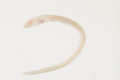 Uropterygius sp
- Field ID: mbio1027
- Collection date: -
- GPS: - / -
- Depth: -
- Standard length: 56.3mm
- COI DNA seq.: 
ACCCTCTACCTAGTATTCGGTGCCTGAGCGGGCATGGTTGGAACTGCACTCAGCCTGCTAATTCGAGCTGAGCTTAGCCAACCCGGAGCCCTCCTCGGAGACGACCAGATTTATAATGTCATCGTTACAGCACATGCCTTCGTAATAATCTTCTTTATAGTAATACCCCTGATAATTGGAGGGTTCGGAAATTGGCTCGTCCCCCTAATAATTGGGGCCCCCGACATGGCCTTCCCACGAATAAACAACATAAGCTTCTGGCTCCTCCCACCCTCTTTCCTACTCCTACTAGCCTCATCGGGCGTAGAAGCAGGCGCAGGCACTGGCTGAACGGTCTACCCCCCGCTTGCAGGCAACCTTGCACATGCGGGCGCTTCTGTTGACCTAACCATCTTCTCCTTACACCTAGCTGGGGTATCTTCAATCTTAGGGGCAATCAACTTTATTACCACTATTATTAACATAAAACCCCCTGCAATTACTCAGTACCAAACACCCCTTTTCGTATGAGCCGTTCTCGTGACCGCCGTACTATTATTGCTCTCCCTCCCAGTATTAGCTGCCGGCATCACAATACTGTTGACAGACCGAAACCTAAACACAACCTTTTTCGACCCTGCCGGGGGGGGGGATCCAATCTTGTACCAGCACTTG

