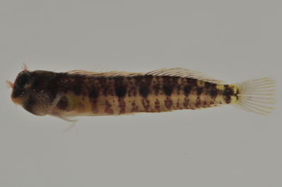 Entomacrodus thalassinus
- Field ID: AUST-184
- Collection date: 2013-4-13
- GPS: -23,9122 / -147,6608
- Depth: -9m
- Standard length: 20mm
- COI DNA seq.: 
CCTCTACATAATCTTTGGTGCATGAGCAGGTATAGTAGGTACGGCTTTAAGCCTGCTAATTCGGGCAGAGCTAAGCCAGCCAGGAGCCCTCTTAGGAGACGACCAAATTTATAATGTAATCGTTACAGCCCATGCTTTCGTTATAATCTTCTTTATAGTAATACCAATCATGATTGGCGGGTTTGGCAATTGACTAATCCCCTTGATGATTGGAGCACCTGATATGGCCTTCCCGCGAATAAATAATATGAGCTTCTGGCTACTCCCACCCTCTTTCCTTCTTCTTCTAGCTTCTTCTGGCGTGGAAGCAGGGGCCGGTACGGGCTGAACTGTATACCCACCCCTTTCCGGGAATCTAGCACATGCAGGAGCTTCCGTAGACTTGACAATCTTTTCCCTCCATCTAGCGGGAGTGTCTTCAATTCTGGGGGCTATTAATTTTATTACTACTATTATTAATATGAAACCCCCAGCCATTTCGCAGTACCAGACACCCTTGTTTGTCTGGGCCGTTCTTATTACAGCTGTCCTTCTCCTTCTTTCCCTCCCCGTCTTAGCTGCTGGTATTACAATGCTTCTAACAGATCGAAATTTAAAC
