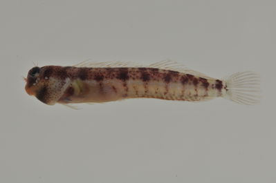 Entomacrodus thalassinus
- Field ID: AUST-183
- Collection date: 2013-4-13
- GPS: -23,9122 / -147,6608
- Depth: -9m
- Standard length: 24.5mm
- COI DNA seq.: 
CCTCTACATAATCTTTGGTGCATGAGCAGGTATAGTAGGTACGGCTTTAAGCCTGCTAATTCGGGCAGAGCTAAGCCAGCCAGGAGCTCTCTTAGGAGACGACCAAATTTATAATGTAATCGTTACAGCCCATGCTTTCGTTATAATCTTCTTTATAGTAATACCAATCATGATTGGCGGGTTTGGCAATTGACTAATCCCCTTGATGATTGGAGCACCTGATATGGCCTTCCCGCGAATAAATAATATGAGCTTCTGGCTACTCCCACCCTCTTTCCTTCTTCTTCTAGCTTCTTCTGGCGTGGAAGCAGGGGCCGGTACGGGCTGAACTGTATACCCACCCCTTTCCGGGAATCTAGCACATGCAGGAGCTTCCGTAGACTTGACAATCTTTTCCCTCCATCTAGCGGGAGTGTCTTCAATTCTGGGGGCTATTAATTTTATTACTACTATTATTAATATGAAACCCCCAGCCATTTCGCAGTACCAGACACCCTTGTTTGTCTGGGCCGTTCTTATTACAGCTGTCCTTCTCCTTCTTTCCCTCCCCGTCTTAGCTGCTGGTATTACAATGCTTCTAACAGATCGAAATTTAAACACAACCTTCTTCGACCCTGCAGGAGGCGGAGACCCCATTCTTTACCAACATCTATTC
