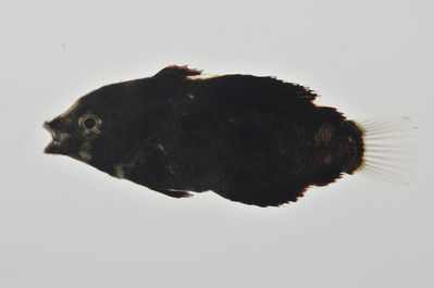 Novaculichthys taeniourus
- Field ID: MARQ-470
- Collection date: 2011-11-11
- GPS: -10,47517 / -138,685
- Depth: -4m
- Standard length: 16mm
- COI DNA seq.: -

