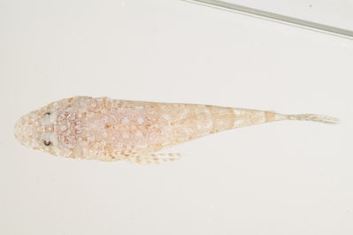 Onigocia bimaculata
- Field ID: mbio479
- Collection date: -
- GPS: - / -
- Depth: -
- Standard length: 112mm
- COI DNA seq.: 
ACCCTTTATTTAGTATTTGGTGCCTGAGCCGGAATAGTCGGGACAGCTCTAAGCCTCCTCATCCGAGCAGAACTCAGCCAGCCCGGAGCTCTCTTGGGCGACGATCAAATTTACAACGTAATCGTTACCGCTCATGCCTTCGTGATAATTTTCTTTATAGTAATGCCAATCATGATTGGCGGATTTGGAAACTGACTTGTGCCCCTAATAATTGGAGCTCCCGACATGGCATTCCCCCGAATAAACAACATAAGCTTCTGACTTCTACCCCCCTCCTTCCTGCTCCTCCTTGCCTCCTCCGCTGTAGAAGCTGGTGCAGGAACTGGATGAACAGTCTATCCTCCCCTAGCAGGCAACTTAGCCCACGCAGGGGCCTCAGTAGACTTAACAATCTTTTCCCTACATCTAGCAGGGATCTCCTCTATTTTAGGGGCTATTAATTTTATCACAACCATTATTAACATAAAACCCGCCGCAATTACACAATACCAAACGCCCCTTTTCGTATGGGCCGTACTAATTACCGCCGTCCTCCTTCTCCTCTCGCTCCCAGTCTTAGCTGCCGGCATTACAATGCTCCTAACAGACCGAAACTTAAACACAACTTTCTTTGACCCTAGTGGAGGAGGAGACCCAATTCTTTACCAACATCTC

