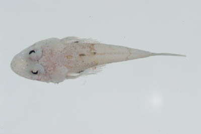 Onigocia bimaculata
- Field ID: GAM-335
- Collection date: 2010-10-2
- Collection method: rotenone (2.5 kg) & spear
- GPS: 23Â° 04.312' S - 135Â° 00.397' W
- Depth: -11m
- Standard length: 31.7mm
- COI DNA seq.: 
CCTGTATCTAGTATTTGGTGCTTGAGCCGGAATGGTAGGCACAGCCCTAAGCCTACTCATCCGCGCAGAACTTAGCCAACCCGGAGCCCTTCTAGGCGATGACCAAATCTATAACGTAATTGTTACTGCCCATGCCTTCGTAATAATCTTTTTTATAGTTATACCTATTATGATTGGAGGCTTTGGAAACTGACTCATCCCTCTAATAATTGGGGCCCCTGACATAGCATTTCCACGAATAAACAACATAAGCTTCTGACTGCTCCCACCATCTTTCCTTCTTCTCCTAGCTTCCTCCGCGGTAGAAGCAGGTGCTGGCACTGGCTGAACTGTCTACCCCCCGCTAGCAAGCAACCTAGCCCATGCAGGAGCATCTGTAGACCTAACAATTTTTTCACTACATCTAGCCGGGATTTCTTCCATTTTAGGTGCTATCAATTTTATTACAACTATTATCAACATGAAACCAGCTGCTATCACACAATATCAAACCCCCCTTTTCGTGTGAGCCGTACTAATTACAGCTGTACTTCTCCTTCTTTCCCTCCCTGTTTTAGCCGCTGGCATTACAATGCTCCTAACCGATCGAAACTTGAACACAACCTTTTTTGACCCCGGAGGGGGCGGAGACCCAATCCTTTACCA
