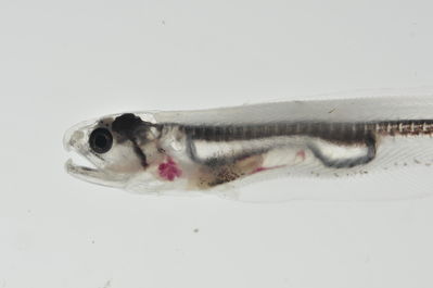 Onuxodon fowleri
- Field ID: MARQ-292
- Collection date: 2011-11-4
- GPS: -9,381 / -140,136
- Depth: -30m
- Standard length: 60mm
- COI DNA seq.: 
CCTTTATTTAGTATTCGGTGCCTGAGCTGGAATAGTCGGGACTGCCTTAAGTCTGCTTATCCGGGCAGAATTAAGTCAACCTGGCGCTCTTCTTGGTGACGATCAAATTTATAATGTAATCGTCACAGCACACGCGTTTGTAATAATTTTCTTTATAGTAATACCAATCATGATCGGAGGCTTCGGGAACTGACTAATTCCACTAATAATTGGTGCCCCAGATATAGCCTTCCCTCGAATGAATAATATAAGCTTCTGACTACTTCCACCCTCCTTTCTTCTTTTATTAGCATCATCAGGCGTAGAGGCAGGTGCCGGAACCGGATGAACCGTCTATCCGCCCTTGTCGGGCAACTTGGCCCACGCAGGGGCCTCTGTAGACCTAACAATCTTTTCCCTGCACTTAGCAGGCATTTCCTCTATCCTCGGAGCAATTAACTTTATCACCACTATCATCAACATGAAACCCCCTGCCATCTCTCAGTACCAAACACCCCTATTCGTATGAGCAGTTCTAATTACTGCAGTCCTACTCCTCCTCTCTCTGCCAGTACTAGCAGCTGGCATTACTATGCTCTTAACTGATCGGAACCTCAACACCACCTTTTTTGACCCAGCTGGAGGCGGGGACCCAATTCTATATCAACACCTGTTC

