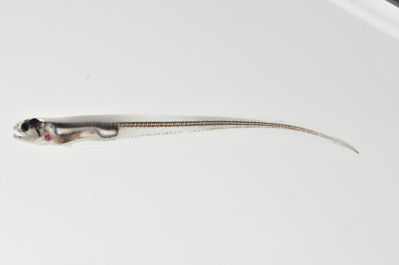 Onuxodon fowleri
- Field ID: MARQ-292
- Collection date: 2011-11-4
- GPS: -9,381 / -140,136
- Depth: -30m
- Standard length: 60mm
- COI DNA seq.: 
CCTTTATTTAGTATTCGGTGCCTGAGCTGGAATAGTCGGGACTGCCTTAAGTCTGCTTATCCGGGCAGAATTAAGTCAACCTGGCGCTCTTCTTGGTGACGATCAAATTTATAATGTAATCGTCACAGCACACGCGTTTGTAATAATTTTCTTTATAGTAATACCAATCATGATCGGAGGCTTCGGGAACTGACTAATTCCACTAATAATTGGTGCCCCAGATATAGCCTTCCCTCGAATGAATAATATAAGCTTCTGACTACTTCCACCCTCCTTTCTTCTTTTATTAGCATCATCAGGCGTAGAGGCAGGTGCCGGAACCGGATGAACCGTCTATCCGCCCTTGTCGGGCAACTTGGCCCACGCAGGGGCCTCTGTAGACCTAACAATCTTTTCCCTGCACTTAGCAGGCATTTCCTCTATCCTCGGAGCAATTAACTTTATCACCACTATCATCAACATGAAACCCCCTGCCATCTCTCAGTACCAAACACCCCTATTCGTATGAGCAGTTCTAATTACTGCAGTCCTACTCCTCCTCTCTCTGCCAGTACTAGCAGCTGGCATTACTATGCTCTTAACTGATCGGAACCTCAACACCACCTTTTTTGACCCAGCTGGAGGCGGGGACCCAATTCTATATCAACACCTGTTC
