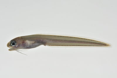 Ophidion muraenolepis
- Field ID: MARQ-220
- Collection date: 2011-10-30
- GPS: -7,984 / -140,71
- Depth: -28m
- Standard length: 44mm
- COI DNA seq.: 
CCTGTATCTAGTATTCGGTGCTTGAGCAGGCATAGTGGGCACGGCCTTAAGCCTTCTTATTCGAGCAGAGCTCAGCCAGCCCGGAGCATTACTTGGTGATGACCAGATTTATAACGTAATCGTCACAGCCCACGCGTTCGTGATAATTTTCTTCATGGTTATGCCCATTATAATTGGAGGCTTTGGAAACTGGCTAATCCCCCTAATAGTGGGAGCCCCCGACATAGCCTTCCCGCGAATAAACAACATAAGCTTCTGACTTCTTCCCCCCTCCTTCCTCCTTCTACTAGCTTCCTCTGGCGTTGAAGCTGGAGCAGGCACTGGCTGAACCGTATACCCGCCCCTCTCGGCCAACCTCTCCCACGCCGGAGCCTCCGTCGACCTTACTATCTTTTCCCTGCACTTGGCTGGAGTTTCCTCCATTCTAGGAGCAATCAATTTTATCACAACAATTATTAATATAAAACCCCCTGCTATCTCACAGTATCAGACGCCCCTATTTGTTTGAGCAGTGCTTATCACAGCAGTCCTTCTTCTTTTATCCCTCCCAGTCCTTGCCGCGGGCATCACCATGCTTCTTACAGACCGCAACCTCAACACCACCTTCTTCGACCCAGCAGGTGGAGGAGACCCTATCCTCTACCAACACTTATTT
