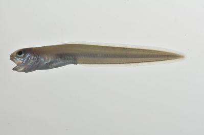 Ophidion muraenolepis
- Field ID: MARQ-320
- Collection date: 2011-11-4
- GPS: -9,386 / -140,119
- Depth: -25m
- Standard length: 65mm
- COI DNA seq.: 
CCTGTATCTAGTATTCGGTGCTTGAGCAGGCATAGTGGGCACGGCCTTAAGCCTTCTTATTCGAGCAGAGCTCAGCCAGCCCGGAGCATTACTTGGTGACGACCAGATTTATAACGTAATCGTCACAGCCCACGCGTTCGTGATAATTTTCTTCATGGTTATGCCCATTATAATTGGAGGCTTTGGAAACTGGCTAATCCCCCTAATAGTGGGAGCCCCCGACATAGCCTTCCCGCGAATAAACAACATAAGCTTCTGACTTCTTCCCCCCTCCTTCCTCCTTCTACTAGCTTCCTCTGGCGTTGAAGCTGGAGCAGGCACTGGCTGAACCGTATACCCGCCCCTCTCGGCCAACCTCTCCCACGCCGGAGCCTCCGTCGACCTTACTATCTTTTCCCTGCACTTGGCTGGAGTTTCCTCCATTCTAGGAGCAATCAATTTTATCACAACAATTATTAATATAAAACCCCCTGCTATCTCACAGTATCAGACGCCCCTATTTGTTTGAGCAGTGCTTATCACAGCAGTCCTTCTTCTTTTATCCCTCCCAGTCCTTGCCGCGGGCATCACCATGCTTCTTACAGACCGCAACCTCAACACCACCTTCTTCGACCCAGCAGGTGGAGGAGACCCTATCCTCTACCAACACTTATTT
