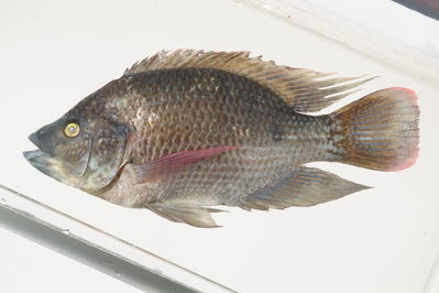 Oreochromis mossambicus
- Field ID: mbio1829
- Collection date: 2006-3-30
- GPS: -17,4834 / -149,772
- Depth: -2m
- Standard length: 207mm
- COI DNA seq.: -


