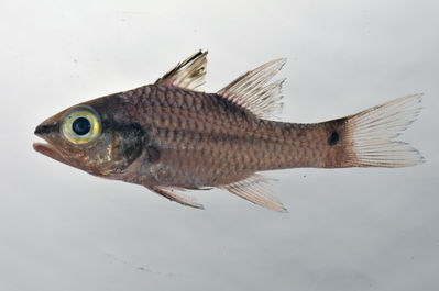 Pristiapogon kallopterus
- Field ID: SCIL-285
- Collection date: 2014-12-5
- GPS: -16,83786 / -153,96911
- Depth: -3m
- Standard length: 59.2mm
- COI DNA seq.: 
TGTGTTTGGTGCCTGAGCCGCGATAGTCGGGACAGCACTCAGCTTGCTCATCCGAGCCGAACTGAGCCAGCCTGGGGCCCTTCTAGGCGACGACCAGATTTACAATGTTATCGTTACGGCACATGCGTTCGTTATGATTTTCTTTATAGTAATACCAATTATGATCGGAGGCTTCGGTAACTGACTTATCCCACTGATAATCGGTGCCCCTGATATAGCATTCCCTCGAATGAATAATATGAGCTTCTGACTTCTTCCCCCCTCACTCCTACTCCTTCTAGCCTCCTCTGCCGTTGAAGCTGGGGCTGGCACTGGGTGAACAGTTTATCCACCTCTCGCTGGCAATCTTGCCCACGCAGGGGCCTCTGTTGATTTGACAATCTTTTCACTCCACTTAGCAGGTGTCTCGTCAATTTTAGGAGCTATCAACTTCATCTCTACCATTATTAACATGAAACCTCCAGCTATTACTCAGTGCCAAACTCCTCTATTTGTGTGGGCGGTCCTTATCACTGCCGTTCTTCTCCTTCTCTCCCTTCCGGTCCTGGCCGCTGGAATTACCATGCTCTTAACAGACCGAAACCTAAACACCACCTTCTTTGACCCTGCAGGAGGAGGGGACCCAATCCTTTACCAACACCTATTC
