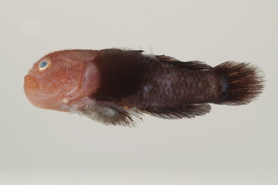Paragobiodon modestus
- Field ID: mbio356
- Collection date: 2006-3-12
- GPS: -17,5027 / -149,925
- Depth: -1,7m
- Standard length: 20.4mm
- COI DNA seq.: -



