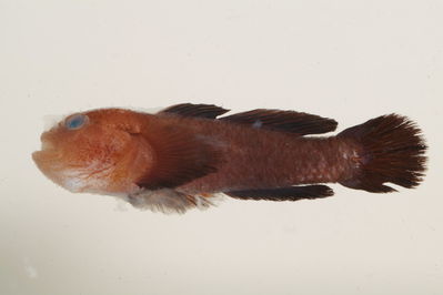 Paragobiodon modestus
- Field ID: mbio1290
- Collection date: 2006-3-22
- GPS: -17,4844 / -149,9158
- Depth: -35m
- Standard length: 24.5mm
- COI DNA seq.: -


