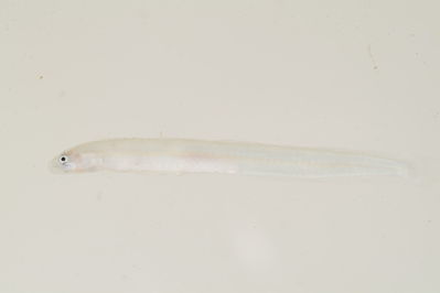 Paragunnellichthys seychellensis
- Field ID: mbio1241
- Collection date: -
- GPS: - / -
- Depth: -
- Standard length: 33.7mm
- COI DNA seq.: 
ACCCTGTATCTAATCTTTGGTGCCTGGGCCGGGATGGTAGGCACGGCCTTAAGCCTGCTCATCCGGGCCGAACTAAGTCAGCCCGGAGCACTTCTGGGCGACGATCAGATCTACAATGTAATTGTAACTGCCCATGCTTTCGTAATAATTTTCTTTATAGTAATACCAATCATGATCGGGGGATTTGGAAACTGGCTCATTCCACTGATAATTGGAGCACCAGACATGGCCTTCCCCCGAATGAATAACATGAGCTTCTGACTACTGCCCCCCTCTTTCCTGCTGCTTCTTGCATCCTCCGGGGTTGAGGCCGGGGCAGGGACGGGGTGAACGGTCTATCCCCCCTTGGCAGGGAACCTTGCACACGCAGGAGCATCTGTCGACTTAACCATCTTCTCCCTTCACCTAGCGGGGATTTCTTCTATTCTTGGCGCTATTAACTTCATTACCACCATCCTAAATATGAAGCCTCCAGCAATTTCACAGTACCAAACACCCCTGTTTGTGTGGGCAGTATTAATTACGGCTGTCCTTCTTCTCCTGTCCCTGCCAGTTCTCGCCGCGGGGATCACAATACTACTTACTGATCGAAATCTTAATACAACCTTCTTTGACCCAGCCGGAGGGGGAGACCCGATCCTATATCAACACCTC

