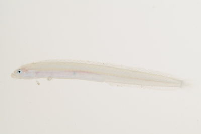 Paragunnellichthys seychellensis
- Field ID: mbio1241
- Collection date: -
- GPS: - / -
- Depth: -
- Standard length: 33.7mm
- COI DNA seq.: 
ACCCTGTATCTAATCTTTGGTGCCTGGGCCGGGATGGTAGGCACGGCCTTAAGCCTGCTCATCCGGGCCGAACTAAGTCAGCCCGGAGCACTTCTGGGCGACGATCAGATCTACAATGTAATTGTAACTGCCCATGCTTTCGTAATAATTTTCTTTATAGTAATACCAATCATGATCGGGGGATTTGGAAACTGGCTCATTCCACTGATAATTGGAGCACCAGACATGGCCTTCCCCCGAATGAATAACATGAGCTTCTGACTACTGCCCCCCTCTTTCCTGCTGCTTCTTGCATCCTCCGGGGTTGAGGCCGGGGCAGGGACGGGGTGAACGGTCTATCCCCCCTTGGCAGGGAACCTTGCACACGCAGGAGCATCTGTCGACTTAACCATCTTCTCCCTTCACCTAGCGGGGATTTCTTCTATTCTTGGCGCTATTAACTTCATTACCACCATCCTAAATATGAAGCCTCCAGCAATTTCACAGTACCAAACACCCCTGTTTGTGTGGGCAGTATTAATTACGGCTGTCCTTCTTCTCCTGTCCCTGCCAGTTCTCGCCGCGGGGATCACAATACTACTTACTGATCGAAATCTTAATACAACCTTCTTTGACCCAGCCGGAGGGGGAGACCCGATCCTATATCAACACCTC

