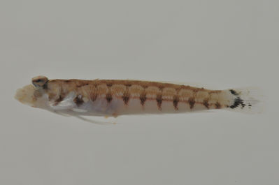 Parapercis millepunctata
- Field ID: AUST-161
- Collection date: 2013-4-13
- GPS: -23,9122 / -147,6608
- Depth: -9m
- Standard length: 33.1mm
- COI DNA seq.: -

