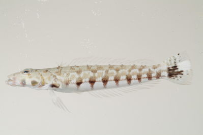 Parapercis multipunctata
- Field ID: mbio547
- Collection date: -
- GPS: - / -
- Depth: -
- Standard length: 110mm
- COI DNA seq.: -

