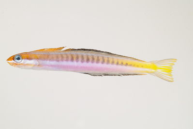 Plagiotremus tapeinosoma
"- Field ID: mbio1561
- Collection date: 2006-3-26
- GPS: - / -
- Depth: -30m
- Standard length: 53.8mm
- COI DNA seq.: 
ACCCTTTATTTAGTCTTCGGTGCCTGGGCCGGAATAGTAGGCACTGCCCTGAGCCTACTGATCCGAGCCGAGCTTAGCCAACCCGGGTCTCTTCTAGGGGACGACCAAATTTATAACGTAATTGTTACAGCCCACGCGTTTGTAATAATCTTCTTTATAGTAATGCCAATTATGATTGGAGGATTTGGGAACTGACTCGTACCCCTAATGATTGGTGCCCCCGATATAGCTTTTCCTCGGATAAATAATATAAGCTTTTGACTTCTGCCCCCCTCTTTCCTGTTACTTCTGGCTTCTTCTGGGGTTGAGGCTGGTGCAGGGACTGGCTGGACTGTCTACCCCCCTCTGTCCGGAAACCTAGCACATGCCGGGGCTTCCGTTGACCTCACAATTTTCTCCCTTCATTTAGCGGGGATTTCCTCAATCCTGGGGGCCATTAATTTCATTACAACCATTATTAATATGAAACCCCCTGCTATCTCACAATATCAGACCCCCCTATTTGTCTGAGCCGTACTAATTACCGCTGTTCTGCTCTTATTATCCCTACCTGTTCTAGCTGCCGGTATTACAATGCTTCTAACAGATCGAAACCTAAACACCACCTTCTTCGACCCTGCTGGAGGAGGAGACCCTATTCTCTATCAACACCTT

