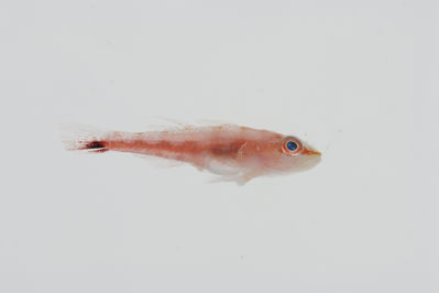 Pleurosicya micheli
- Field ID: GAM-850
- Collection date: 2010-10-15
- Collection method: rotenone (2.5 kg) & spear
- GPS: 23Â° 08.582' S - 134Â° 51.045' W
- Depth: -10m
- Standard length: 17.1mm
- COI DNA seq.: 
CTTATATCTTGTCTTCGGGGCATGGGCCGGAATGGTAGGCACCGCTCTAAGTCTCTTGATCCGGGCTGAACTAAGCCAGCCAGGCTCCTTGCTAGGAGACGACCAAATCTACAACGTAATTGTTACTTCCCACGCCTTCGTAATAATTTTTTTTATAGTGATACCAATTATGATCGGGGGGTTCGGGAATTGACTTATTCCCCTTATAATCGGAGCCCCTGACATGGCCTTCCCACGGATGAATAACATAAGTTTTTGGCTTTTGCCCCCCTCCTTTCTCCTCCTCTTAGCGTCCTCAGGGGTTGAGGCAGGAGCGGGGACAGGTTGGACTGTCTACCCCCCTCTAGCAGCTAATTTAGCTCACGCGGGAGCATCTGTGGACCTCACAATTTTCTCGCTTCACCTGGCTGGCATTTCTTCGATCTTGGGGGCAATTAACTTTATTACGACAATTATTAACATGAAACCCCCTGCTATCTCACAATACCAAACCCCTCTCTTTGTTTGGGCAGTTTTAATTACTGCTGTTCTCCTTCTCCTCTCATTGCCTGTGTTGGCCGCCGGCATCACAATGCTTCTTACAGACCGCAATTTAAATACCACCTTCTTTGACCCGGCCGGAGGAGGAGATCCGATCTTGTACCAACACTTGTTC
