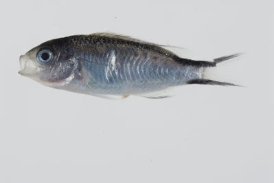 Pomachromis fuscidorsalis
- Field ID: GAM-731
- Collection date: 2010-10-11
- Collection method: Light trap for larval fish
- GPS: 23Â° 01.259' S - 134Â° 58.408' W
- Depth: -2m
- Standard length: 21.6mm
- COI DNA seq.: 
TAATTTTTGGTGCCTGAGCTGGAATAGTGGGCACAGCCTTGAGCATCCTTATTCGAGCAGAACTAAGCCAACCAGGCGCCCTCCTCGGAGACGACCAAATTTACAATGTAATTGTTACGGCACACGCCTTCGTAATAATTTTCTTTATAGTAATGCCGATTCTAATTGGAGGCTTCGGAAACTGGTTAATTCCTTTAATACTAGGCGCCCCCGACATGGCATTCCCCCGAATAAACAACATAAGTTTCTGACTTCTACCCCCATCATTCCTACTTTTACTTGCCTCCTCTGGCGTTGAAGCCGGGGCCGGAACAGGATGAACTGTATACCCCCCACTATCCGGAAACCTCGCCCACGCAGGAGCATCCGTAGATTTAACCATTTTCTCCCTTCATCTAGCAGGGATTTCATCAATTCTAGGAGCTATTAACTTTATTACTACTATTATTAATATAAAACCCCCTGCTATTTCTCAGTACCAAACGCCGCTATTTGTTTGGGCCGTCCTAATTACAGCCGTACTTCTTTTACTCTCTCTCCCTGTCCTGGCTGCCGGTATTACCATGCTTCTGACTGATCGAAACCTTAATACTACCTTCTTTGACCCTGCCGGAGGGGGGGACCCTATCCTTTACCAACACTTATTC
