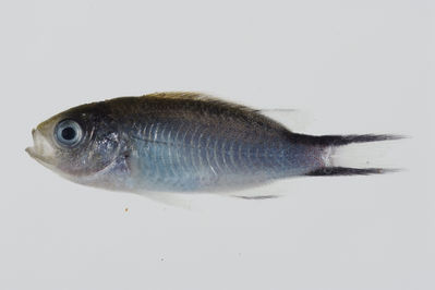 Pomachromis fuscidorsalis
- Field ID: GAM-732
- Collection date: 2010-10-11
- Collection method: Light trap for larval fish
- GPS: 23Â° 01.259' S - 134Â° 58.408' W
- Depth: -2m
- Standard length: 21.7mm
- COI DNA seq.: 
CCTTTATCTAATTTTTGGTGCCTGAGCTGGAATAGTGGGCACAGCCTTGAGCATCCTTATTCGAGCAGAACTAAGCCAACCAGGCGCCCTCCTCGGAGACGACCAAATTTACAATGTAATTGTTACGGCACACGCCTTCGTAATAATTTTCTTTATAGTAATGCCGATTCTAATTGGAGGCTTCGGAAACTGGTTAATTCCTTTAATACTAGGCGCCCCCGACATGGCATTCCCCCGAATAAACAACATAAGTTTCTGACTTCTACCCCCATCATTCCTACTTTTACTTGCCTCCTCTGGCGTTGAAGCCGGGGCCGGAACAGGATGAACTGTATACCCCCCACTATCCGGAAACCTCGCCCACGCAGGAGCATCCGTAGATTTAACCATTTTCTCCCTTCATCTAGCAGGGATTTCATCAATTCTAGGAGCTATTAACTTTATTACTACTATTATTAATATAAAACCCCCTGCTATTTCTCAGTACCAAACGCCGCTATTTGTTTGGGCCGTCCTAATTACAGCCGTACTTCTTTTACTCTCTCTCCCTGTCCTGGCTGCCGGTATTACCATGCTTCTGACTGATCGAAACCTTAATACTACCTTCTTTGACCCTGCCGGAGGGGGGGACCCTATCCTTTACCAACACTTATTC
