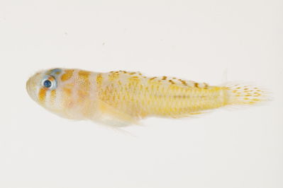 Priolepis ailina
- Field ID: mbio1529
- Collection date: 2006-3-26
- GPS: - / -
- Depth: -30m
- Standard length: 16.0mm
- COI DNA seq.: -


