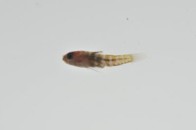 Priolepis triops
- Field ID: MARQ-437
- Collection date: 2011-11-10
- GPS: -10,47153 / -138,67794
- Depth: -30m
- Standard length: 7mm
- COI DNA seq.: -

