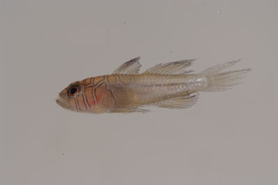 Priolepis compita
- Field ID: MOH-131
- Collection date: 2008-10-15
- GPS: -9,950367 / -138,8317
- Depth: -20m
- Standard length: 11.2mm
- COI DNA seq.: -


