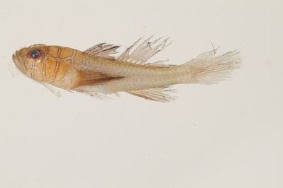 Priolepis compita
- Field ID: mbio631
- Collection date: 2006-3-14
- GPS: -17,4946 / -149,8619
- Depth: -34m
- Standard length: 14.3mm
- COI DNA seq.: -



