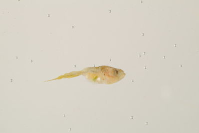 Priolepis compita
- Field ID: mbio255
- Collection date: -
- GPS: - / -
- Depth: -
- Standard length: 7mm
- COI DNA seq.: -


