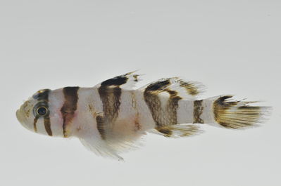 Priolepis nocturna
- Field ID: MARQ-280
- Collection date: 2011-11-2
- GPS: -8,682 / -140,602
- Depth: -25m
- Standard length: 28mm
- COI DNA seq.: 
CCTTTATCTAGTATTTGGTGCATGAGCCGGGATAGTTGGAACTGCCCTGAGCCTCCTCATTCGAGCTGAACTGAGCCAGCCCGGCGCCCTTCTCGGGGACGACCAGATTTATAATGTAATTGTAACCGCTCATGCTTTCGTAATAATTTTTTTTATAGTCATACCTATTATGATTGGGGGCTTTGGAAACTGGCTGGTGCCTCTTATAATTGGCGCACCCGATATGGCTTTCCCCCGAATAAATAATATAAGCTTCTGGCTCCTTCCCCCATCCTTTTTACTTCTATTAGCATCCTCTGGTGTTGAAGCAGGAGCAGGGACTGGGTGAACAGTGTACCCCCCTCTAGCTAGTAATTTAGCGCACGCTGGGGCCTCTGTTGACTTAACAATCTTTTCCCTTCACTTAGCAGGAATTTCATCCATTCTAGGAGCAATTAATTTTATTACTACCATCTTAAACATAAAACCTCCTTCTATCTCACAATACCAAACCCCCCTCTTTGTATGAGCCGTCTTAATTACTGCTGTACTTCTTCTCCTTTCTCTTCCAGTACTTGCAGCTGGTATTACTATACTTCTAACAGATCGAAACCTAAATACAACCTTCTTTGACCCTGCGGGAGGGGGAGACCCCATTCTTTACCAACACCTCTTT
