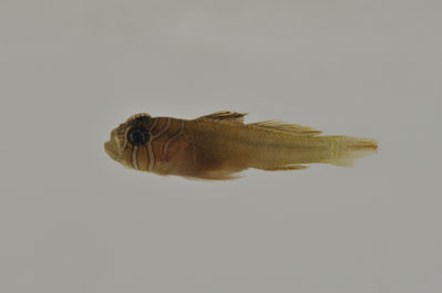 Priolepis semidoliata
- Field ID: AUST-357
- Collection date: 2013-4-16
- GPS: -23,35 / -149,53
- Depth: -5m
- Standard length: 13.6mm
- COI DNA seq.: 
CCTTTATTTAGTATTTGGTGCTTGGGCTGGAATAGTTGGGACCGCTTTAAGCCTCCTCATCCGAGCCGAGCTAAATCAACCGGGGGCCCTTTTAGGTGACGACCAAATTTATAATGTAATCGTCACTGCCCACGCTTTTGTAATAATTTTTTTTATAGTAATACCAATCATGATTGGAGGATTTGGAAACTGATTAGTGCCCCTTATAATCGGGGCCCCAGATATAGCTTTTCCTCGGATAAACAACATAAGCTTTTGACTATTACCCCCATCCTTTCTTCTTTTATTAGCCTCTTCCGGTGTTGAGGCGGGGGCAGGAACAGGGTGAACAGTTTATCCCCCCTTAGCAAGTAATTTAGCCCATGCAGGAGCCTCAGTAGACCTAACAATTTTTTCTCTGCATTTGGCTGGAATTTCTTCAATCCTAGGAGCAATCAACTTTATTACCACTATTCTAAATATAAAACCCCCATCAATTTCACAATACCAGACCCCTCTTTTCGTATGAGCAGTCTTAATCACAGCCGTCCTTCTCCTACTCTCACTCCCAGTTCTCGCAGCAGGGATTACCATGCTACTTACAGACCGAAATCTAAACACAACATTTTTTGACCCAGCAGGTGGAGGAGACCCAATTCTTTACCAACATCTTTTC
