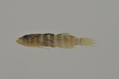 Priolepis squamogena
- Field ID: AUST-359
- Collection date: 2013-4-16
- GPS: -23,35 / -149,53
- Depth: -5m
- Standard length: 11.8mm
- COI DNA seq.: 
CCTTTATCTTGTATTTGGTGCCTGAGCCGGAATAGTTGGGACCGCCCTCAGCCTCCTCATTCGAGCTGAACTCAGCCAACCCGGCGCCCTACTAGGGGATGATCAAATTTATAATGTCATTGTAACTGCTCATGCTTTCGTAATAATTTTTTTTATAGTCATACCTATTATAATTGGGGGGTTCGGAAACTGATTGATCCCTCTTATGATTGGTGCCCCCGACATGGCCTTCCCCCGGATGAATAACATAAGCTTCTGACTTCTGCCCCCCTCGTTTTTACTTCTTCTAGCCTCCTCTGGAGTTGAAGCGGGGGCGGGAACAGGATGGACAGTTTACCCCCCACTAGCTAGCAACCTAGCCCACGCAGGAGCCTCTGTAGACCTAACAATTTTCTCTCTCCATCTGGCAGGAATTTCATCCATCCTAGGGGCAATTAACTTCATTACTACAATTTTGAACATAAAACCCCCCTCAATTTCACAATACCAGACCCCCCTTTTCGTTTGAGCCGTACTAATTACTGCCGTCCTTCTTCTCCTTTCGCTCCCAGTCCTCGCAGCTGGCATTACGATACTTCTAACAGACCGAAATTTAAATACAACATTTTTTGACCCTGCTGGAGGAGGGGACCCAATTCTTTACCAACATCTC

