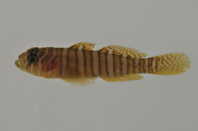 Priolepis squamogena
- Field ID: AUST-358
- Collection date: 2013-4-16
- GPS: -23,35 / -149,53
- Depth: -5m
- Standard length: 26.4mm
- COI DNA seq.: 
CCTTTATCTTGTATTTGGTGCCTGAGCCGGAATAGTTGGGACCGCCCTCAGCCTCCTCATTCGAGCTGAACTCAGCCAACCCGGCGCCCTACTAGGGGATGATCAAATTTATAATGTCATTGTAACTGCTCATGCTTTCGTAATAATTTTTTTTATAGTCATACCTATTATAATTGGGGGGTTCGGAAACTGATTGATCCCTCTTATGATTGGTGCCCCCGACATGGCCTTCCCCCGGATGAATAACATAAGCTTCTGACTTCTGCCCCCCTCGTTTTTACTTCTTCTAGCCTCCTCTGGAGTTGAAGCGGGGGCGGGAACAGGATGGACAGTTTACCCCCCACTAGCTAGCAACCTAGCCCACGCAGGAGCCTCTGTAGACCTAACAATTTTCTCTCTCCATCTGGCAGGAATTTCATCCATCCTAGGGGCAATTAACTTCATTACTACAATTTTGAACATAAAACCCCCCTCAATTTCACAATACCAGACCCCTCTTTTCGTTTGAGCCGTACTAATTACTGCCGTCCTTCTTCTCCTTTCGCTCCCAGTCCTCGCAGCTGGCATTACGATACTTCTAACAGACCGAAATTTAAATACAACATTTTTTGACCCTGCTGGAGGAGGGGACCCAATTCTTTACCAACATCTCTTC

