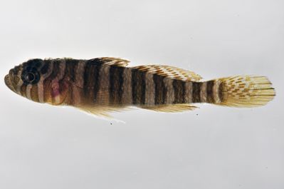 Priolepis squamogena
- Field ID: SCIL-290
- Collection date: 2014-12-5
- GPS: -16,83786 / -153,96911
- Depth: -3m
- Standard length: 26.9mm
- COI DNA seq.: 
CCTTTATCTTGTATTTGGTGCCTGAGCCGGAATAGTTGGGACCGCCCTCAGCCTCCTCATTCGAGCTGAACTCAGCCAACCCGGCGCCCTACTAGGGGATGATCAAATTTATAATGTCATTGTAACTGCTCATGCTTTCGTAATAATTTTTTTTATAGTCATACCTATTATAATTGGGGGGTTCGGAAACTGATTGATTCCTCTTATGATTGGTGCCCCCGACATGGCCTTCCCCCGGATGAATAACATAAGCTTCTGACTTCTGCCCCCGTCGTTTTTACTTCTTCTAGCCTCCTCTGGAGTTGAAGCGGGGGCGGGAACAGGATGGACAGTTTACCCCCCACTAGCTAGCAACCTAGCCCACGCAGGAGCCTCTGTAGACCTAACAATTTTCTCTCTCCATCTGGCAGGAATTTCATCCATCCTAGGGGCAATTAACTTCATTACTACAATTTTGAACATAAAACCCCCCTCAATTTCACAATACCAAACCCCTCTTTTCGTTTGAGCCGTACTAATTACTGCCGTCCTTCTTCTCCTTTCGCTCCCAGTCCTCGCAGCTGGCATTACGATACTTCTAACAGACCGAAATTTAAATACAACATTTTTTGACCCTGCTGGAGGAGGGGACCCAATTCTTTACCAACATCTCTTC
