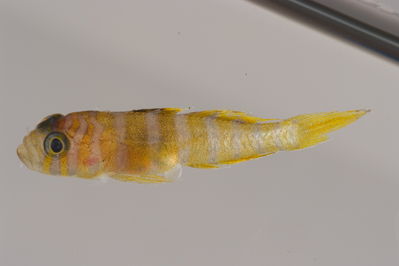 Priolepis triops
- Field ID: MOH-208
- Collection date: 2008-10-17
- GPS: -9,992667 / -138,8367
- Depth: -25m
- Standard length: 15.5mm
- COI DNA seq.: -



