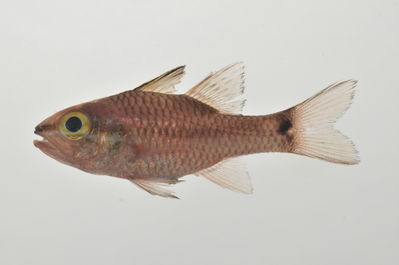 Pristiapogon kallopterus
- Field ID: AUST-139
- Collection date: 2013-4-12
- GPS: -23,85 / -147,67
- Depth: -13m
- Standard length: 63.9mm
- COI DNA seq.: 
CCTCTATCTGGTGTTTGGTGCCTGAGCCGCGATAGTCGGGACAGCACTCAGCTTGCTCATCCGAGCCGAACTGAGCCAGCCTGGGGCCCTTCTAGGCGACGACCAGATTTACAATGTTATCGTTACGGCACATGCGTTCGTTATGATTTTCTTTATAGTAATACCAATTATGATCGGAGGCTTCGGTAACTGACTTATCCCACTGATAATCGGTGCCCCTGATATAGCATTCCCTCGAATGAATAATATGAGCTTCTGACTTCTTCCCCCCTCACTCCTACTCCTTCTAGCCTCCTCTGCCGTTGAAGCTGGGGCTGGCACTGGGTGGACAGTTTATCCACCTCTCGCTGGCAATCTTGCCCACGCAGGGGCCTCTGTTGATTTGACAATCTTTTCACTCCACTTAGCAGGTGTCTCGTCAATTTTAGGAGCTATCAACTTCATCTCTACCATTATTAACATGAAACCTCCAGCTATTACTCAGTACCAAACCCCTCTATTTGTGTGGGCGGTCCTTATCACTGCCGTTCTTCTCCTTCTCTCCCTTCCGGTCCTGGCCGCTGGAATTACCATGCTCTTAACAGACCGAAACCTAAACACCACCTTCTTTGACCCTGCAGGAGGAGGGGACCCAATCCTTTACCAACACCTATTC

