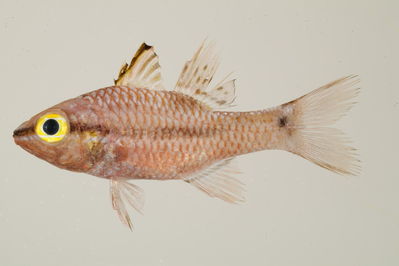 Pristiapogon kallopterus
- Field ID: mbio332
- Collection date: -
- GPS: - / -
- Depth: -
- Standard length: 64.4mm
- COI DNA seq.: 
ACCCTCTATCTGGTGTTTGGTGCTTGAGCCGCGATAGTCGGGACAGCACTCAGCTTGCTCATCCGAGCCGAACTGAGCCAGCCTGGGGCCCTTCTAGGCGACGACCAGATTTACAATGTTATCGTTACGGCACATGCGTTCGTTATGATTTTCTTTATAGTAATACCAATTATGATCGGAGGCTTCGGTAACTGACTTATCCCACTGATAATCGGTGCCCCTGATATAGCATTCCCTCGAATGAATAATATGAGCTTCTGACTTCTTCCCCCCTCACTCCTACTCCTTCTAGCCTCCTCTGCCGTTGAAGCTGGGGCTGGCACTGGGTGAACAGTTTACCCACCTCTCGCTGGCAATCTTGCCCACGCAGGGGCCTCTGTTGATTTGACAATCTTTTCACTCCACTTAGCAGGTGTCTCGTCAATTTTAGGAGCTATCAACTTCATCTCTACCATTATTAACATGAAACCTCCAGCTATTACTCAGTACCAAACCCCTCTATTTGTGTGGGCGGTCCTTATCACTGCCGTTCTTCTCCTTCTCTCCCTTCCGGTCCTGGCCGCTGGAATTACCATGCTCTTAACAGACCGAAACCTAAACACCACCTTCTTTGACCCTGCAGGAGGAGGGGACCCAATCCTTTAC

