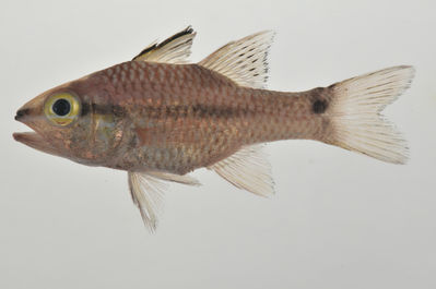 Pristiapogon kallopterus
- Field ID: AUST-138
- Collection date: 2013-4-12
- GPS: -23,85 / -147,67
- Depth: -13m
- Standard length: 70.4mm
- COI DNA seq.: 
CCTCTATCTGGTGTTTGGTGCCTGAGCCGCGATAGTCGGGACAGCACTCAGCTTGCTCATCCGAGCCGAACTGAGCCAGCCTGGGGCCCTTCTAGGCGACGACCAGATTTACAATGTTATCGTTACGGCACATGCGTTCGTTATGATTTTCTTTATAGTAATACCAATTATGATCGGAGGCTTCGGAAACTGACTCATCCCACTGATAATCGGTGCCCCTGATATAGCATTCCCTCGAATGAATAATATGAGCTTCTGACTTCTTCCCCCCTCACTCCTACTCCTTCTAGCCTCCTCTGCCGTTGAAGCCGGGGCTGGTACTGGGTGAACAGTTTACCCCCCTCTCGCTGGCAATCTTGCCCACGCAGGGGCCTCTGTTGATTTAACAATCTTTTCACTCCACTTAGCAGGTGTCTCGTCAATTCTAGGAGCCATTAACTTCATCTCTACCATTATCAACATGAAACCTCCAGCTATTACTCAGTACCAAACCCCTCTATTTGTGTGAGCGGTCCTTATCACTGCCGTCCTTCTCCTTCTCTCCCTTCCGGTCCTGGCCGCTGGAATTACCATGCTCTTAACAGACCGAAACCTAAACACGACCTTCTTTGACCCTGCAGGAGGAGGGGACCCAATCCTTTACCAACACCTATTC
