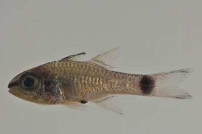 Pristiapogon taeniopterus
- Field ID: AUST-202
- Collection date: 2013-4-13
- GPS: -23,9122 / -147,6608
- Depth: -9m
- Standard length: 40.1mm
- COI DNA seq.: 
CCTCTATCTGGTGTTTGGTGCCTGAGCCGCAATAGTAGGGACAGCACTCAGCCTGCTCATTCGAGCCGAACTGAGCCAACCTGGAGCCCTTCTAGGCGACGACCAAATTTATAATGTTATCGTCACGGCGCATGCGTTCGTTATGATTTTCTTTATAGTAATACCAATTATGATCGGAGGCTTCGGAAACTGACTCATCCCACTGATAATCGGCGCCCCCGATATAGCATTCCCTCGTATAAACAATATGAGCTTCTGACTTCTTCCCCCCTCCCTTCTACTCCTACTAGCTTCCTCTGCCGTTGAGGCTGGGGCTGGTACTGGGTGAACAGTCTACCCCCCGCTCGCTGGTAATCTCGCCCACGCAGGGGCCTCTGTTGATTTAACAATCTTTTCGCTTCACTTGGCGGGTGTCTCGTCAATTCTAGGGGCCATTAATTTCATCTCTACCATCATCAACATGAAACCCCCCGCCATCACTCAGTACCAAACCCCTCTATTCGTGTGAGCGGTCCTTATCACTGCCGTCCTTCTTCTCCTCTCTCTTCCGGTCCTAGCCGCTGGTATTACCATGCTCCTAACAGACCGAAATTTAAACACGACCTTCTTTGACCCCGCAGGAGGAGGGGACCCAATTCTTTACCAACACCTATTC
