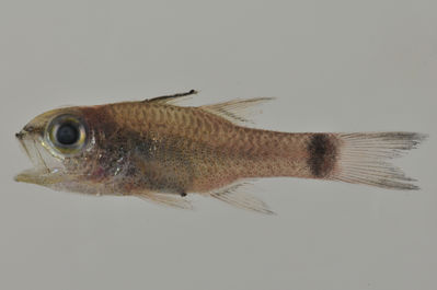 Pristiapogon taeniopterus
- Field ID: AUST-203
- Collection date: 2013-4-13
- GPS: -23,9122 / -147,6608
- Depth: -9m
- Standard length: 40.8mm
- COI DNA seq.: 
CCTCTATCTGGTGTTTGGTGCCTGAGCCGCAATAGTAGGGACAGCACTCAGCCTGCTCATTCGAGCCGAACTGAGCCAACCTGGAGCCCTTCTAGGCGACGACCAAATTTATAATGTTATCGTCACGGCGCATGCGTTCGTTATGATTTTCTTTATAGTAATACCAATTATGATCGGAGGCTTCGGAAACTGACTCATCCCACTGATAATCGGCGCCCCCGATATAGCATTCCCTCGTATAAACAATATGAGCTTCTGACTTCTTCCCCCCTCCCTTCTACTCCTACTAGCTTCCTCTGCCGTTGAGGCTGGGGCTGGTACTGGGTGAACAGTCTACCCCCCGCTCGCTGGTAATCTCGCCCACGCAGGGGCCTCTGTTGATTTAACAATCTTTTCGCTTCACTTGGCGGGTGTCTCGTCAATTCTAGGGGCCATTAATTTCATCTCTACCATCATCAACATGAAACCCCCAGCCATCACTCAGTACCAAACCCCTCTATTCGTGTGAGCGGTCCTTATCACTGCCGTCCTTCTTCTCCTCTCTCTTCCGGTCCTAGCCGCTGGTATTACCATGCTCCTAACAGACCGAAATTTAAACACGACCTTCTTTGACCCCGCAGGAGGAGGGGACCCAATTCTTTACCAACACCTATTC
