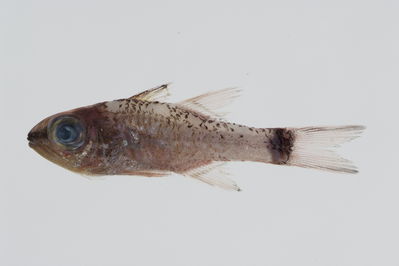 Pristiapogon taeniopterus
- Field ID: GAM-745
- Collection date: 2010-10-11
- Collection method: rotenone (2.5 kg) & spear
- GPS: 23Â° 01.42' S - 134Â° 58.398' W
- Depth: -5m
- Standard length: 49.9mm
- COI DNA seq.: 
CCTCTATCTGGTGTTTGGTGCCTGAGCCGCAATAGTAGGGACAGCACTCAGCCTGCTCATTCGAGCCGAACTGAGCCAACCTGGAGCCCTTCTAGGCGACGACCAAATTTATAATGTTATCGTCACGGCGCATGCGTTCGTTATGATTTTCTTTATAGTAATACCAATTATGATCGGAGGCTTCGGAAACTGACTCATCCCACTGATAATCGGCGCCCCCGATATAGCATTCCCTCGTATAAACAATATGAGCTTCTGACTTCTTCCCCCCTCCCTTCTACTCCTACTAGCTTCCTCTGCCGTTGAGGCTGGGGCTGGTACTGGGTGAACAGTCTACCCCCCGCTCGCTGGTAATCTCGCCCACGCAGGGGCCTCTGTTGATTTAACAATCTTTTCGCTTCACTTGGCGGGTGTCTCGTCAATTCTAGGGGCCATTAATTTCATCTCTACCATCATCAACATGAAGCCCCCAGCCATCACTCAGTACCAAACCCCTCTATTCGTGTGAGCGGTCCTTATCACTGCCGTCCTTCTTCTCCTCTCTCTTCCGGTCCTAGCCGCTGGTATTACCATGCTCCTAACAGACCGAAATTTAAACACGACCTTCTTTGACCCCGCAGGAGGAGGGGACCCAATTCTTTACCAACACCTATTC

