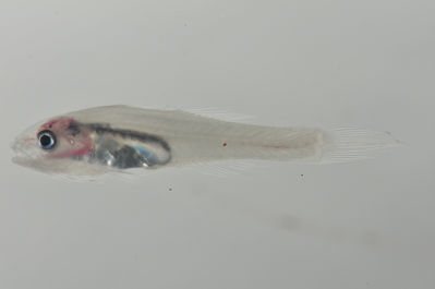 Pseudamiops gracilicauda
- Field ID: SCIL-098
- Collection date: 2014-12-1
- GPS: -16,56053 / -154,73294
- Depth: -5m
- Standard length: 20mm
- COI DNA seq.: 
TTTATACCTCGTATTCGGCGCATGAGCAGGAATGGTAGGCACAGCCCTTAGCCTTTTGATCCGGGCCGAATTGAGTCAACCAGGGGCCCTACTTGGCGATGACCAAATTTATAATGTTATCGTTACTGCCCACGCCTTTGTAATAATCTTCTTTATAGTAATGCCAATTATAATTGGCGGCTTTGGAAACTGGTTAATCCCCTTGATAGTTGGAGCCCCAGATATGGCATTCCCCCGAATAAACAACATAAGCTTCTGACTCCTGCCCCCATCATTCATACTTCTCTTGGCCTCTTCAGGAGTTGAAGCCGGGGCAGGAACGGGGTGGACTGTTTACCCGCCGCTAGCGAGCAACTTGGCCCATGCAGGAGCCTCTGTTGACTTAACAATTTTTTCACTTCATCTAGCTGGCGTGTCTTCTATCCTCGGGGCAATTAACTTCATTACTACAATTATTAATATAAAACCGCCAGCAATAACCCAATACCAAACCCCACTATTCGTGTGGGCAGTATTAATTACAGCTGTCCTCCTACTTCTATCTCTCCCCGTTCTGGCAGCCGGTATTACAATACTACTTACAGATCGCAACCTTAATACGTCATTTTTTGACCCAGCGGGGGGCGGGGACCCCATTTTGTACCAACACCTATTC
