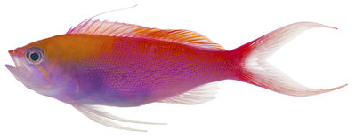 Pseudanthias regalis
- Field ID: MARQ-229
- Collection date: 2011-10-31
- GPS: -7,89636 / -140,56186
- Depth: -
- Standard length: 46mm
- COI DNA seq.: -

