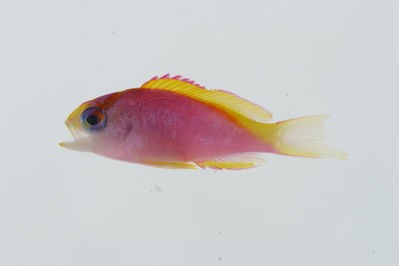 Pseudanthias ventralis
- Field ID: GAM-365
- Collection date: 2010-10-3
- Collection method: rotenone (2.5 kg) & spear
- GPS: 23Â° 10.294' S - 135Â° 02.267' W
- Depth: -31
- Standard length: 17.5mm
- COI DNA seq.: -

