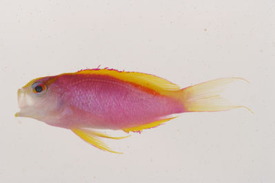 Pseudanthias ventralis
- Field ID: MOOP-017
- Collection date: 2008-10-18
- GPS: -17,491617 / -149,9251
- Depth: -56m
- Standard length: 30.4mm
- COI DNA seq.: -


