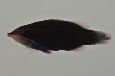 Pseudocheilinus tetrataenia
- Field ID: AUST-316
- Collection date: 2013-4-15
- GPS: -23,425 / -149,4058
- Depth: -9,5m
- Standard length: 28.5mm
- COI DNA seq.: -

