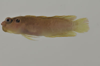 Pseudoplesiops revellei
- Field ID: AUST-472
- Collection date: 2013-4-18
- GPS: -22,6406 / -152,8222
- Depth: -26m
- Standard length: 32.4mm
- COI DNA seq.: -

