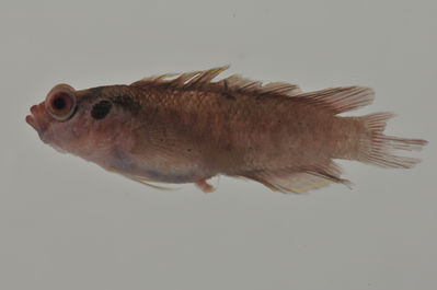 Pseudoplesiops revellei
- Field ID: AUST-248
- Collection date: 2013-4-14
- GPS: -23,4214 / -149,4403
- Depth: -22m
- Standard length: 36.4mm
- COI DNA seq.: 
CCTTTACTTAGTATTTGGTGCTTGGGCCGGAATAGTGGGGACTGCTTTAAGTCTCCTTATCCGGGCCGAACTTAGCCAGCCAGGCGCTCTCCTCGGGGATGATCAGATTTATAATGTGATCGTCACGGCACATGCTTTCGTAATAATTTTTTTTATAGTAATACCCATTTTAATCGGGGGCTTCGGAAACTGACTAGTGCCACTAATAATTGGGGCCCCTGACATAGCCTTCCCCCGTATAAACAATATAAGCTTCTGACTTCTTCCTCCCTCATTTCTTCTTTTACTAGCTTCTTCTGGAATTGAAGCAGGGGCAGGGACTGGTTGAACAGTTTACCCCCCGTTATCTGGTAATTTAGCTCATGCAGGCGCTTCTGTCGATTTAACTATTTTCTCTTTACATTTAGCGGGTATTTCTTCTATTCTTGGTGCAATTAACTTTATCACTACTATTATTAATATAAAACCCCCTGCTATCACCCAATACCAAACACCTTTATTTGTTTGAGCGGTGTTCATCACTGCCATTCTTCTTCTTCTTTCTCTTCCTGTCCTAGCTGCAGCTATTACTATGCTTTTAACTGATCGAAACCTTAACACCACTTTCTTTGACCCTGCAGGAGGAGGAGACCCCATTCTCTACCAGCACTTATTC
